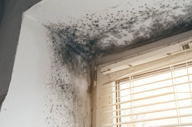 Affordable Bathroom Mold Removal solutions in Romeoville, IL